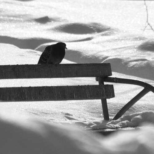 Photo #13651663