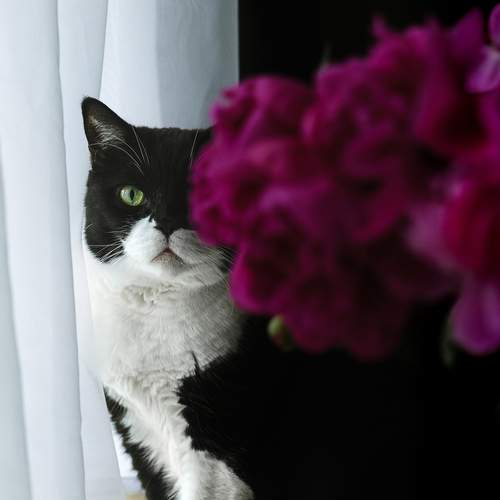 Photo #13652098