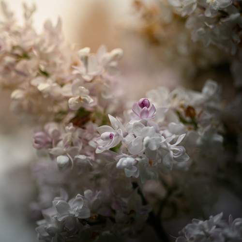 Photo #13652194
