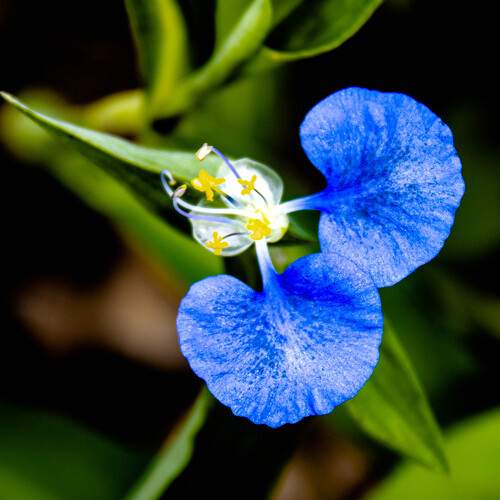 The discreet brilliance of nature