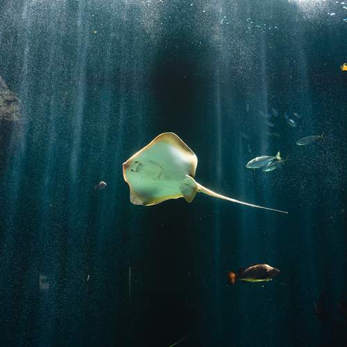 Photo #13652267