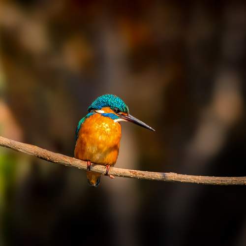Photo #13652275