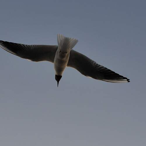 Photo #13652300