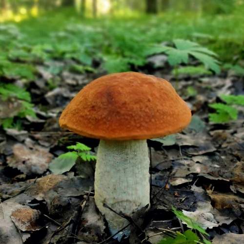 Photo #13652517