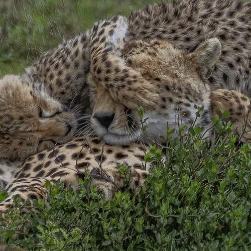 Photo #13652615