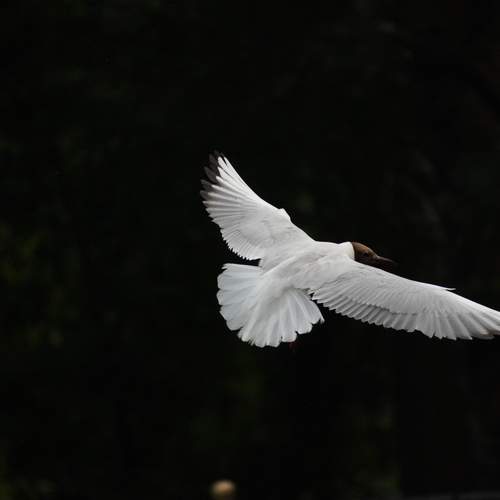 Photo #13653886