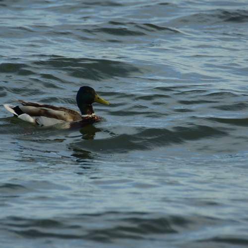 Photo #13654064