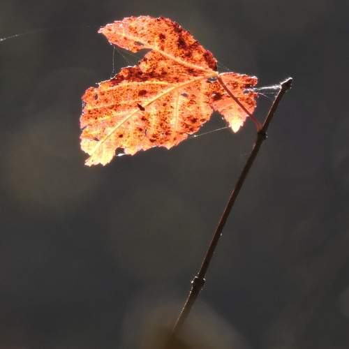 Photo #13654453