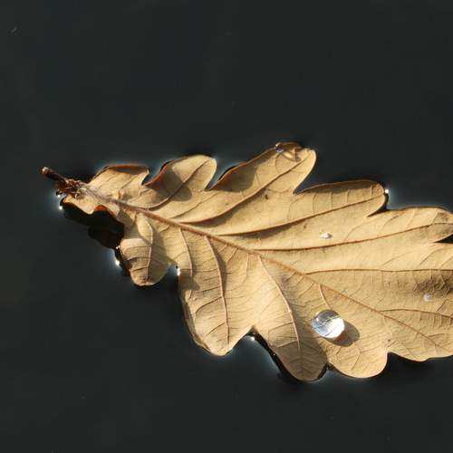 Photo #13654458