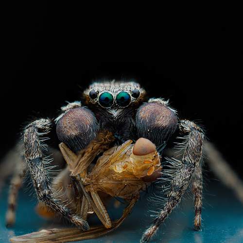 Photo #13654614