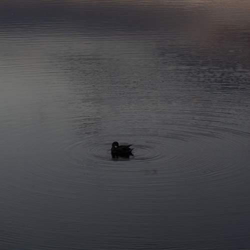 Photo #13654803