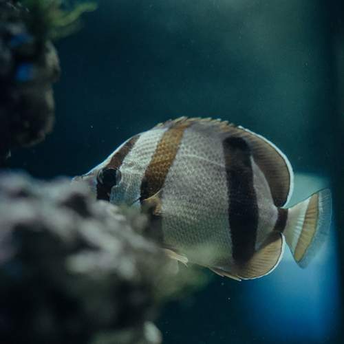 Photo #13654944