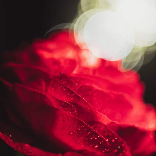 Lattice of Crimson