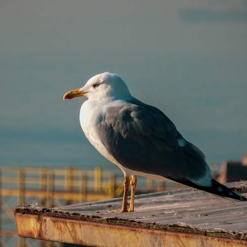 Photo #13655075