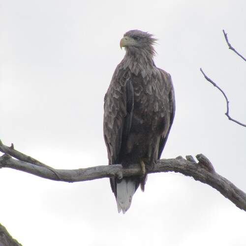 Photo #13655091