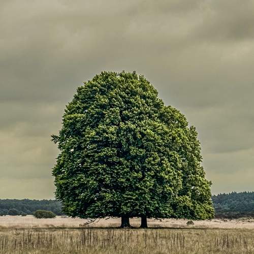 Silent Presence