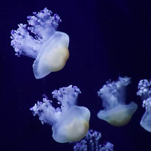 Photo #13655288