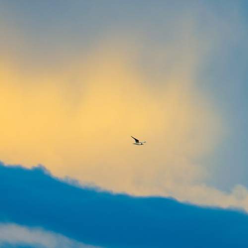 Photo #13655318