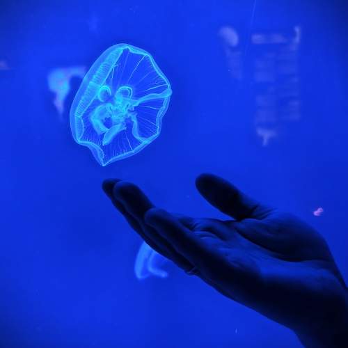 Photo #13655435