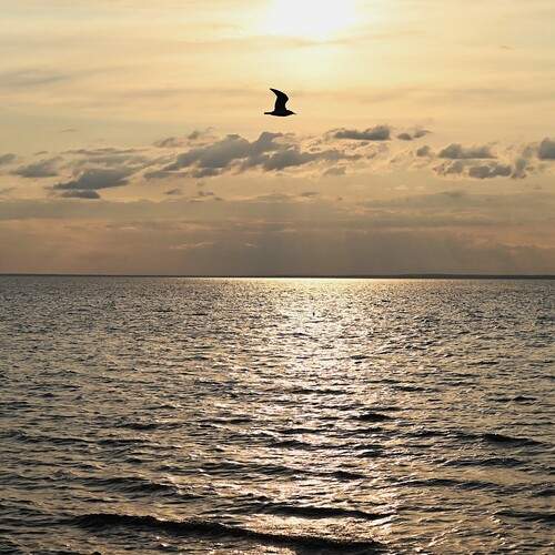 Photo #13655549