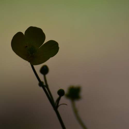 Photo #13655593