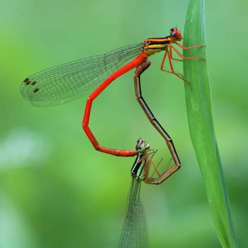 Love in the air, red damselflies
