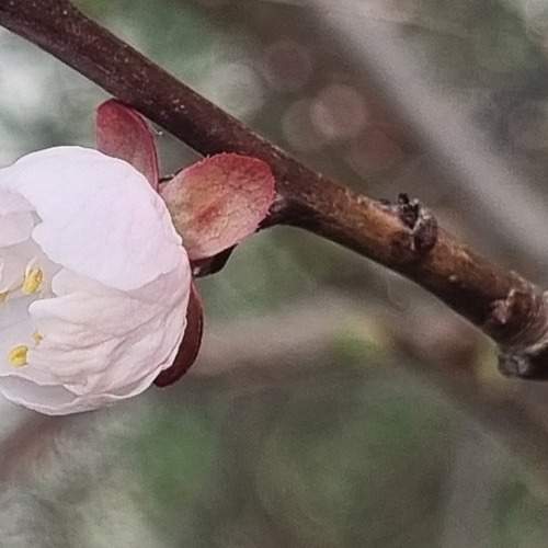 Photo #13656146