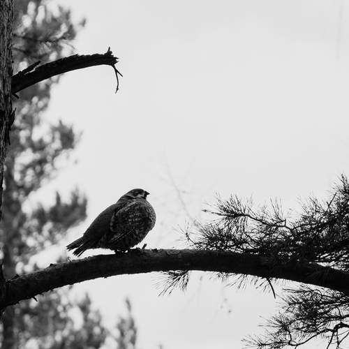 Photo #13656302