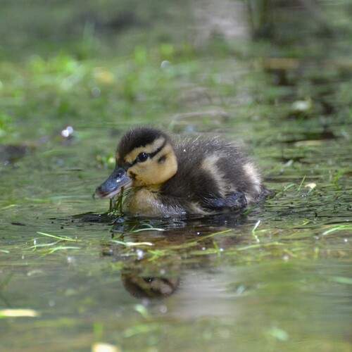 Photo #13656323