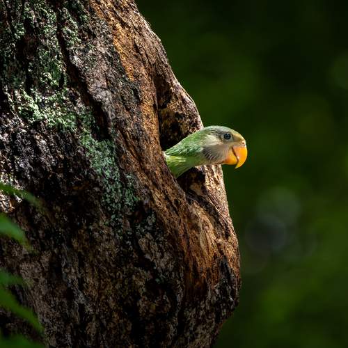 Nestling at Dawn