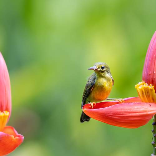 Chick among Flowers