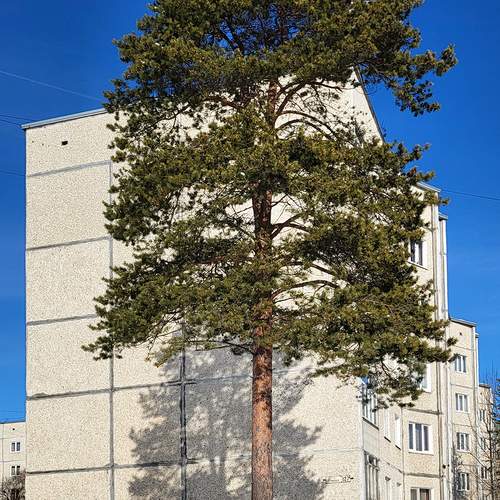 Photo #13657078