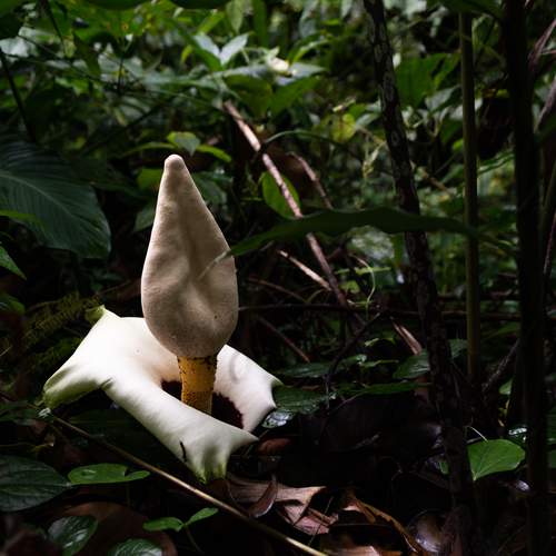 Amorphophallus Flower Sumatra