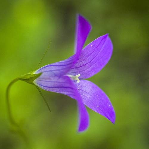 Photo #13657409