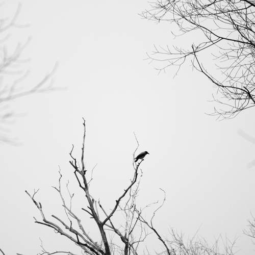 Photo #13657557