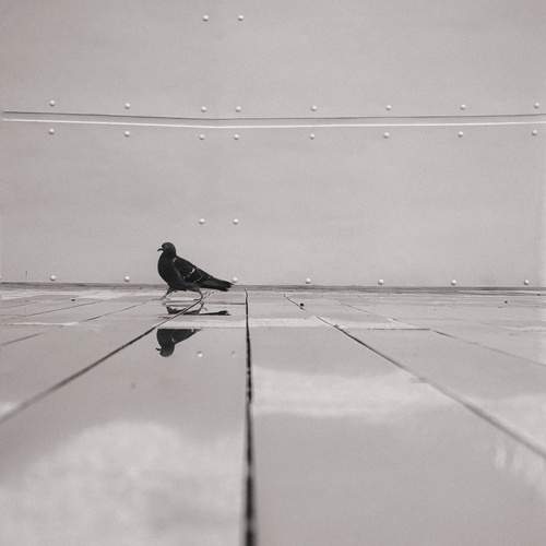 Photo #13657570