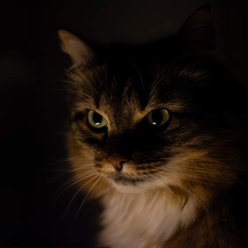 Photo #13657613