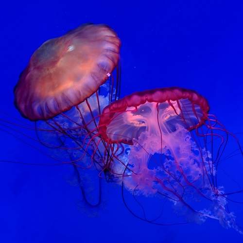 Photo #13657622