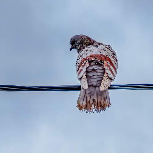 Photo #13657629