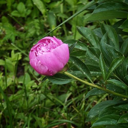 Photo #13657887