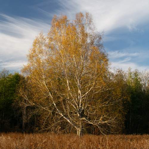 Photo #13658101