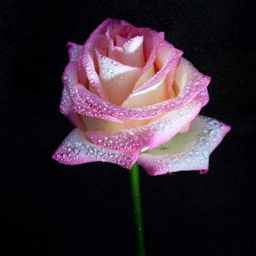 Photo #13658109