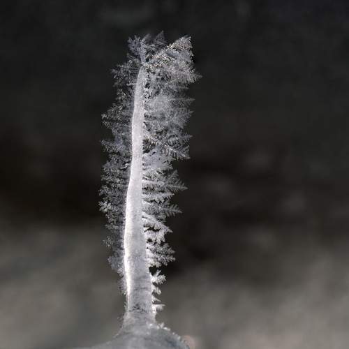 Photo #13658138