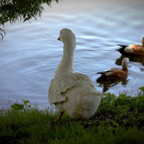 Photo #13658181