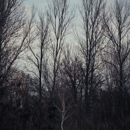Photo #13658809