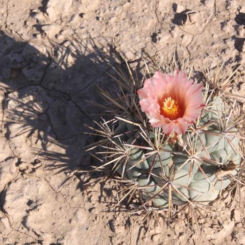 Lonley cactus