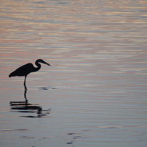 The lonesome fisher