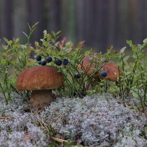 Photo #13659438