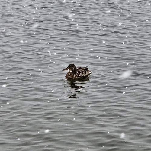 Photo #13659643