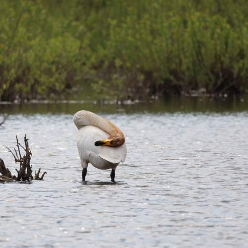 Photo #13659677